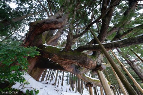 絶景探しの旅 絶景写真no2289 五十谷の大杉 壮絶な生き様を感じる樹齢1200年の大杉 （石川県 白山市）