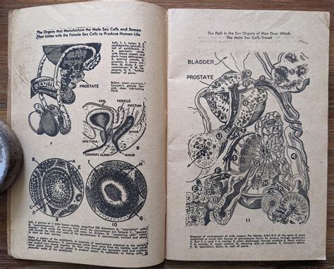 Lot Vintage Book Picture Stories Of The Sex Life Of Man And Woman