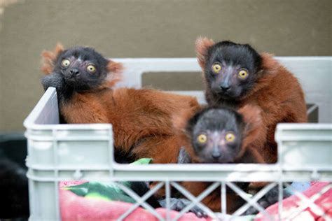 Seattle's Woodland Park Zoo asks for public's help naming new baby lemur