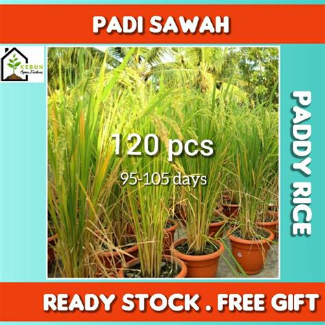 Biji Benih Padi Sawah Paddy Rice Beras Padi Untuk Makan Shopee Malaysia