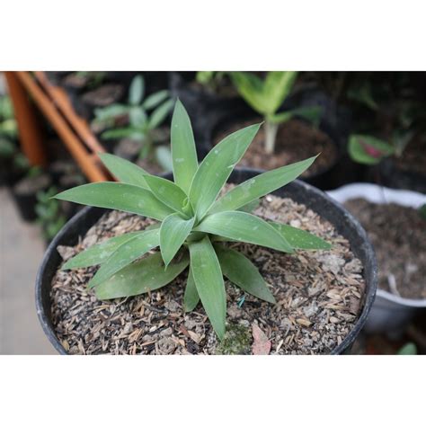 Jual Tanaman Hias Siklok Hijau Tanaman Hias Agave Attenuata Pohon