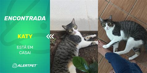 Gato Encontrado São Paulo SP Katy AlertPet