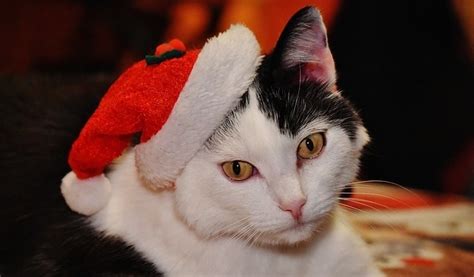 The 11 Best Cat Christmas Costumes 2021 [Jingle Bells!]