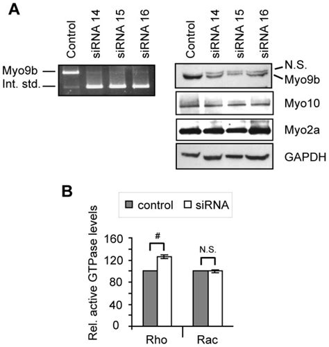 A Competitive Rt Pcr Left Panel And Western Blot Right Panels Show