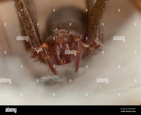 Frontal Portrait Of A Brown Recluse Spider Fangs And Eyes Visible Loxosceles Aranha Marrom