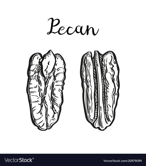 Pecan Drawing