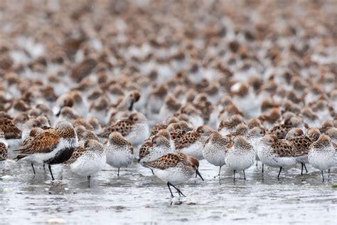 Best Time to See Bird Migration at Copper River Delta in Alaska 2020