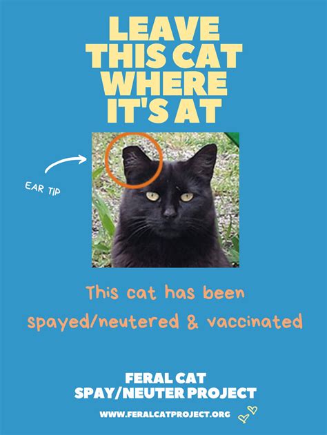 Ear Tipping — Feral Cat Spay Neuter Project