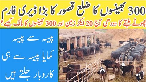 Dairy Farming Business In Pakistan Best Farm In Kasur Punjab Youtube