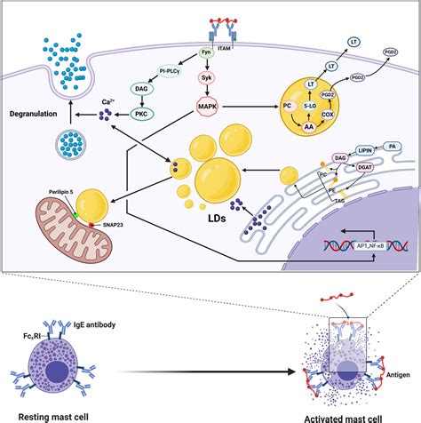 Frontiers Lipid Droplets The Central Hub Integrating Cell Metabolism