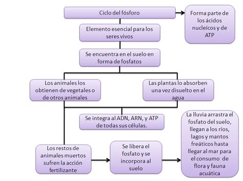 Ecolog A Ciclo Del F Sforo