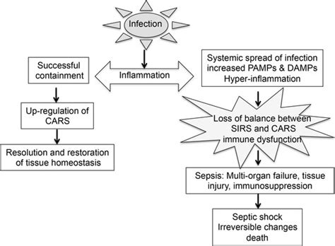 Outline Of Sepsis Development Infection And The Subsequent Interaction