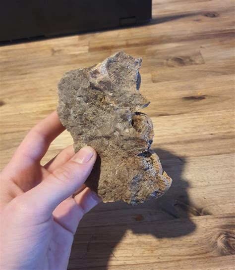 Can Somebody Help Me Identify This Rfossils