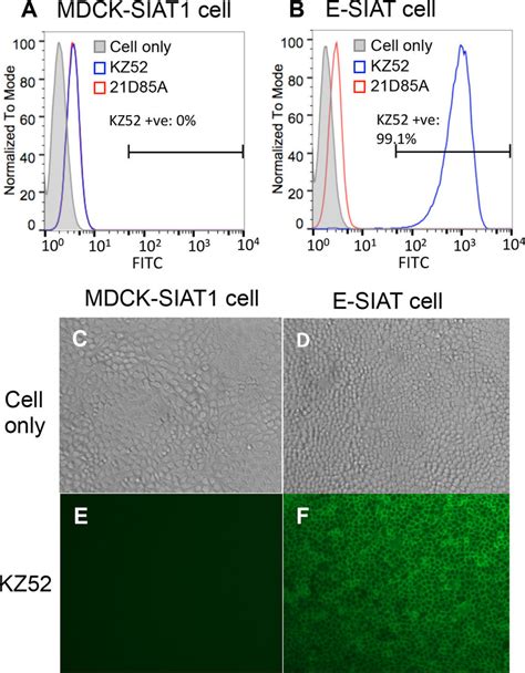 Stable Expression Of Ebov Gp On The Surface Of Transduced Mdck Siat