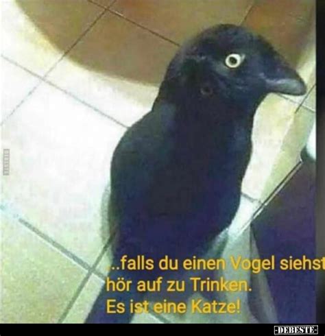 falls du einen Vogel siehst hör auf zu Trinken Es ist eine Katze