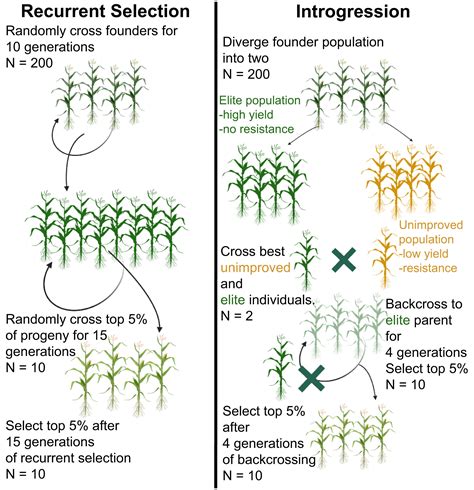 Selection In Plant Breeding Definition At Lise Elsie Blog