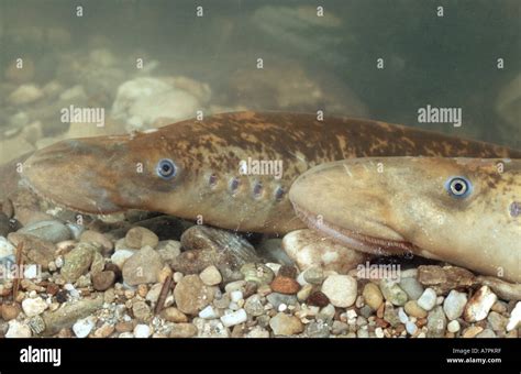 Sea Lamprey Petromyzon Marinus Portrait Germany Stock Photo Alamy