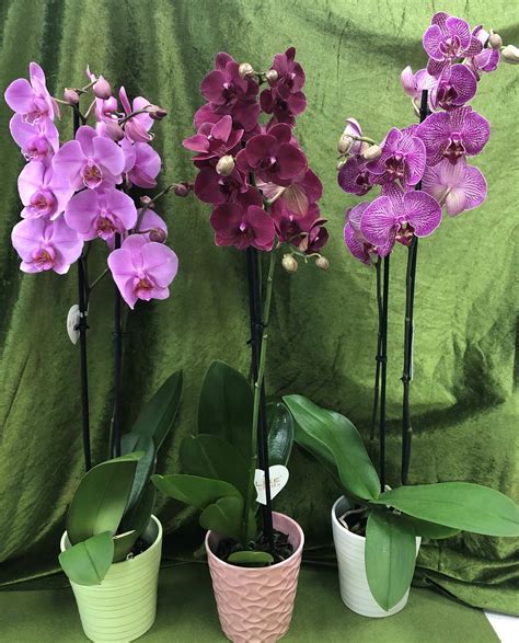 Orchidea Phalaenopsis Con Vaso A Domicilio Asso Di Fiori Anzio