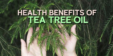 7 Amazing Benefits Of Tea Tree Oil Dr Brahmanand Nayak