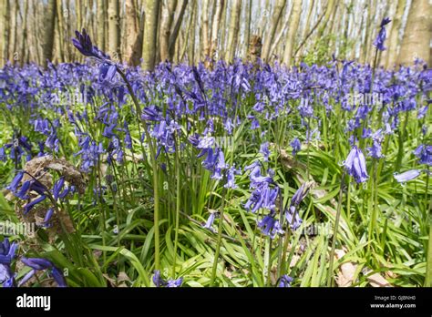 Bluebell in woods Stock Photo - Alamy