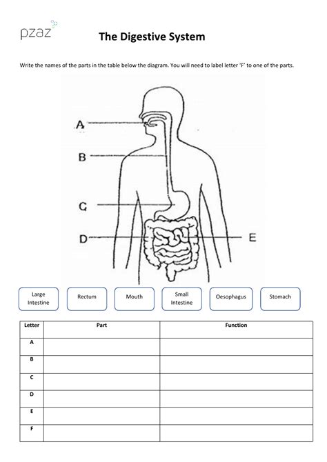 Blank Digestive System Worksheet