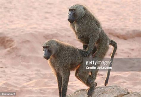 Mating Baboons Photos And Premium High Res Pictures Getty Images