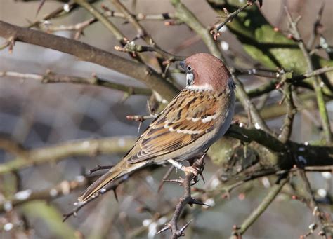 Sparrow, tree – Montrose Basin Species Database