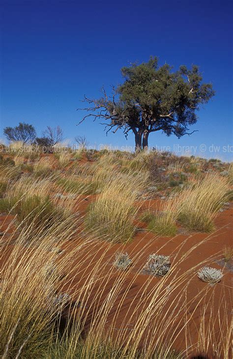 A Royalty Free Image Of Clumps Of Spinifex Grass In The Great Victoria