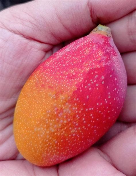 M Tech Gardens Rare Exotic Egg Of Sun Miyazaki Mango Fruit 1 Healthy