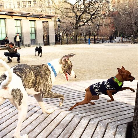 Washington Square Park Large Dog Run 19 Photos And 25 Reviews Dog