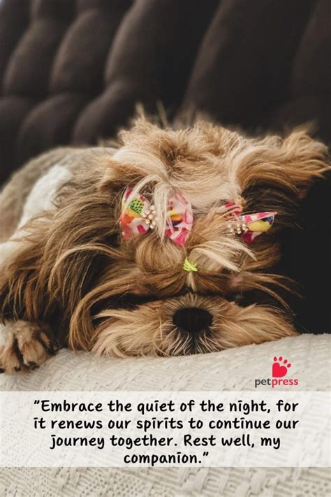 Good Night Dog Quotes: 65 Ways to Say Sweet Dreams! - PetPress