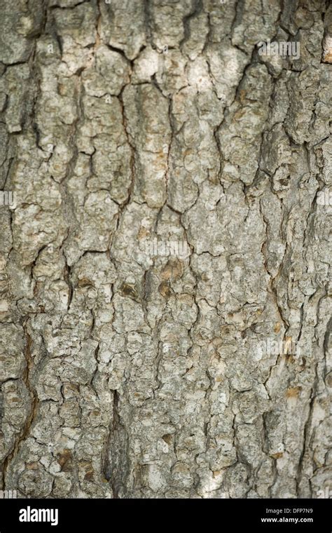 Acer Pseudoplatanus Bark Hi Res Stock Photography And Images Alamy