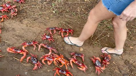 Milhões de caranguejos vermelhos atravessam estradas na Austrália veja