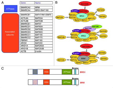 A List Of Mammalian Swi Snf Components Including Gene Names And Other