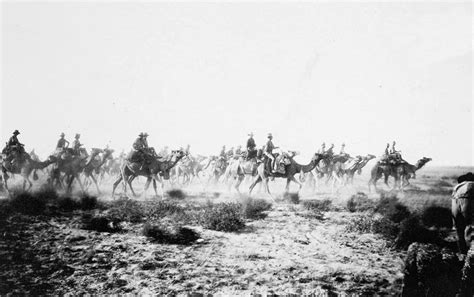 HISTÓRIA LICENCIATURA Animais na Primeira Guerra Mundial 1914 1918