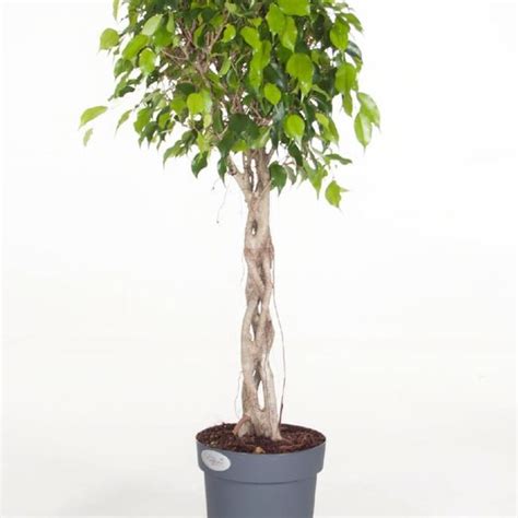 Фикус бенджамина переплетенный гигант высотой 120см в горшке (Ficus ...