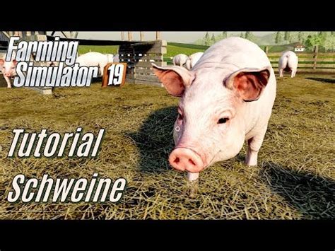 LS19 Schweine Tutorial für Einsteiger YouTube