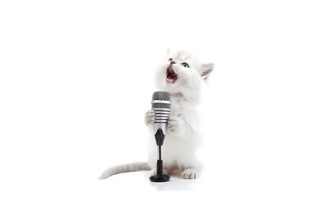 Cat Singing Graphic by NB_PHOTOGRAPH · Creative Fabrica