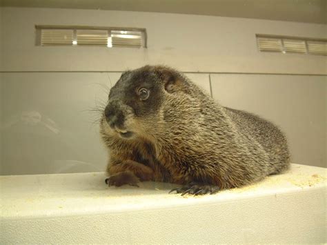 Groundhog Rehabilitation and Rescue: Helping Our Furry Friends ...