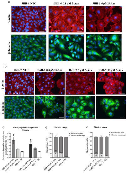 Cancers Free Full Text Azacytidine Downregulates The