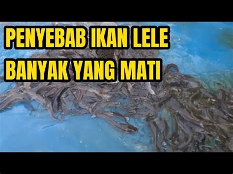 PENYEBAB IKAN LELE BANYAK YANG MATI YouTube