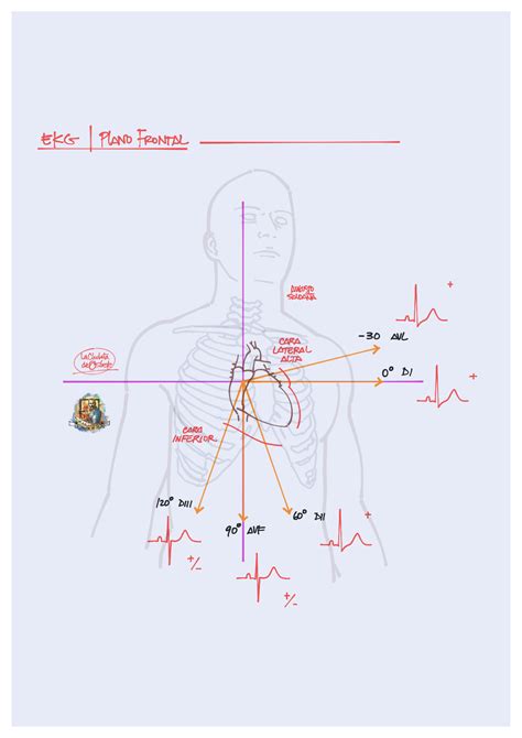 Electrocardiograma ECG derivaciones y caras del corazón