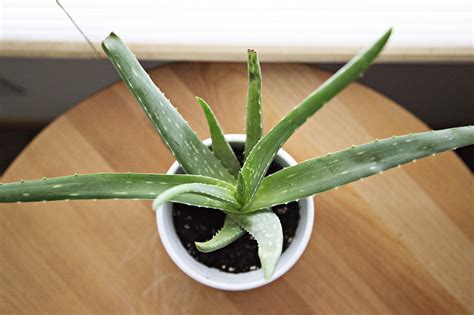 Sábila en maceta Cuidados y consejos y más sobre la aloe vera