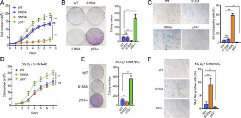 Mdm2 Phosphorylation By Akt Regulates The P53 Response To Oxidative Stress To Promote Cell