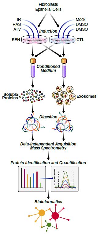 Proteomic Workflow For Isolation And Analysis Of Secreted Proteins And Download Scientific