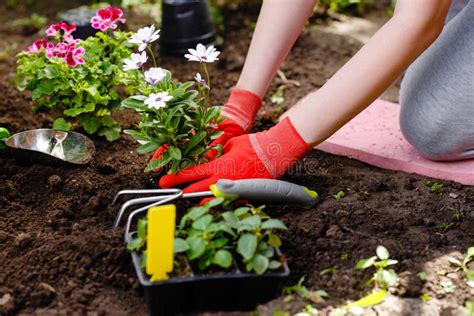 Mujer Del Jardinero Que Planta Las Flores En Su Jardín Mantenimiento