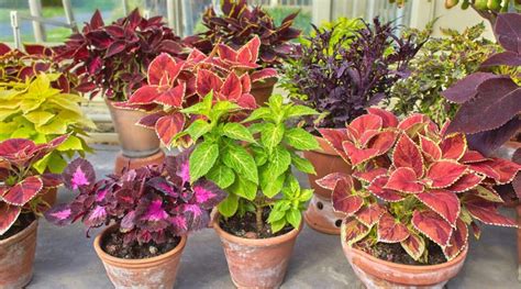 How To Overwinter Coleus Plants Nature S Gateway