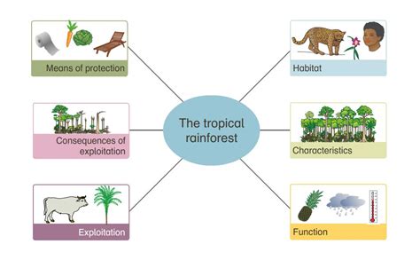 Ecosystem of tropical rainforests