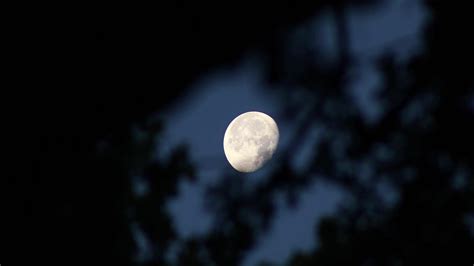 Static Video Of The Moon Through Tree Branches Premium Stock Video Footage