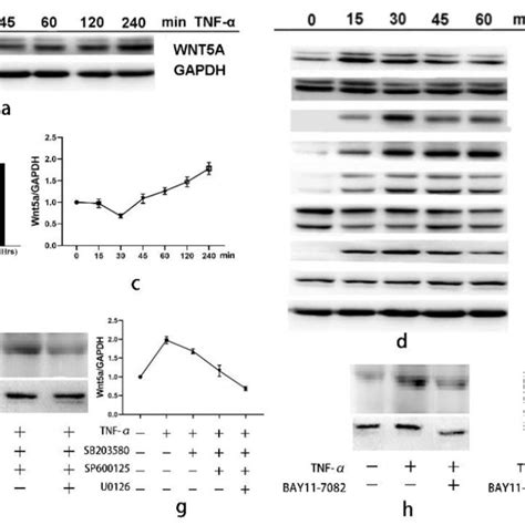 A Tnf α Promotes Wnt5a Expression Through Mapk And Nf κb Activation In Download Scientific